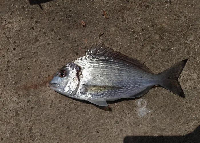 L'escale Mobil'home Giana * آجد